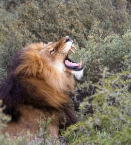 lion, africa, south africa, nature, national park, roar, predator, big cat, panthera leo, animal